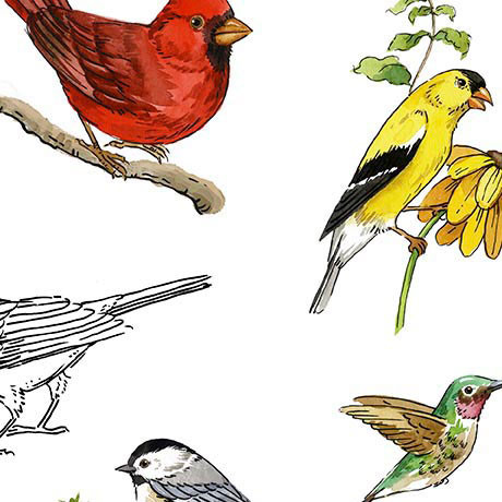 QT Fabrics Drawn To Birds 31135-Z Tossed Birds White | SOLD BY THE HALF-YARD